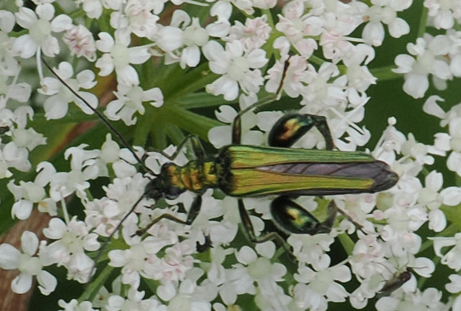 Oedemera-nobilis-M